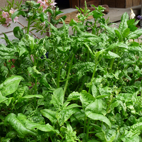 Bolting spinach